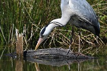 Le Teich 17-04-03 0110   Photos ACG 2017