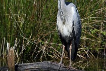 Le Teich 17-04-03 0114   Photos ACG 2017