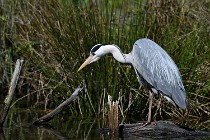 Le Teich 17-04-03 0129   Photos ACG 2017