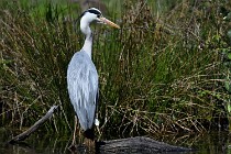 Le Teich 17-04-03 0134   Photos ACG 2017