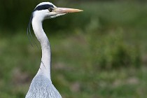 Le Teich 17-04-03 0140   Photos ACG 2017