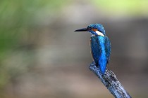 2017-04-03  07   Le Teich