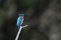 Le Teich 17-04-03 0172   Photos ACG 2017