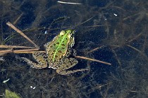 Le Teich 17-04-03 0190   Photos ACG 2017