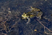 Le Teich 17-04-03 0194   Photos ACG 2017