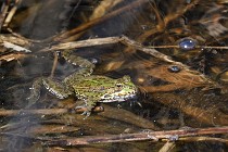 Le Teich 17-04-03 0212   Photos ACG 2017