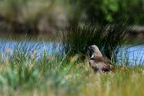 Le Teich 17-04-04 0214   Photos ACG 2017