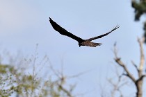 Le Teich 17-04-04 0223   Photos ACG 2017