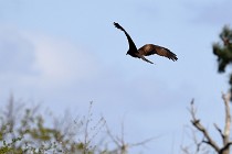 Le Teich 17-04-04 0227   Photos ACG 2017