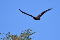 Le Teich 17-04-04 0897   Photos ACG 2017