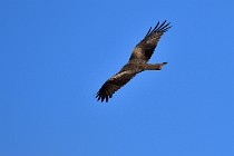 Le Teich 17-04-04 0938   Photos ACG 2017