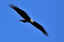 Le Teich 17-04-04 0941   Photos ACG 2017