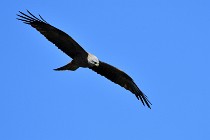 Le Teich 17-04-04 0944   Photos ACG 2017