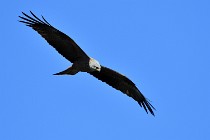 Le Teich 17-04-04 0945   Photos ACG 2017