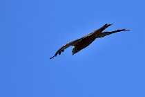 Le Teich 17-04-04 0953   Photos ACG 2017