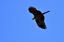 Le Teich 17-04-04 0963   Photos ACG 2017