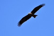 Le Teich 17-04-04 0979   Photos ACG 2017