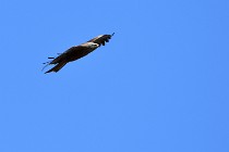 Le Teich 17-04-04 0996   Photos ACG 2017