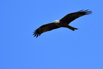 Le Teich 17-04-04 1013   Photos ACG 2017