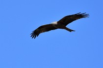 Le Teich 17-04-04 1016   Photos ACG 2017