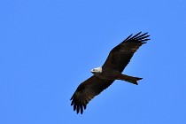 Le Teich 17-04-04 1025   Photos ACG 2017