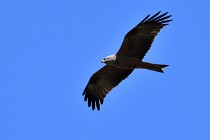 Le Teich 17-04-04 1026   Photos ACG 2017