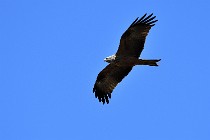 Le Teich 17-04-04 1028   Photos ACG 2017