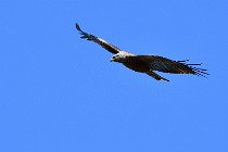 Le Teich 17-04-04 1040   Photos ACG 2017