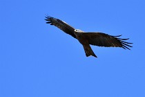 Le Teich 17-04-04 1043   Photos ACG 2017