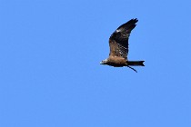 Le Teich 17-04-04 1117   Photos ACG 2017