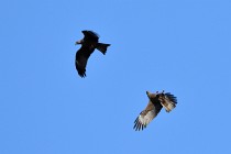 Le Teich 17-04-04 1147   Photos ACG 2017