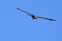 Le Teich 17-04-04 1159   Photos ACG 2017