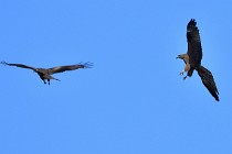 Le Teich 17-04-04 1169   Photos ACG 2017