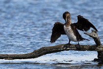 Le Teich 17-04-04 1214   Photos ACG 2017