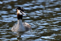 Le Teich 17-04-04 1249   Photos ACG 2017