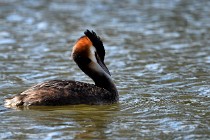 Le Teich 17-04-04 1280   Photos ACG 2017