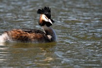 Le Teich 17-04-04 1283   Photos ACG 2017