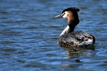 Le Teich 17-04-04 1295   Photos ACG 2017