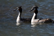 Le Teich 17-04-04 1304   Photos ACG 2017