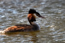Le Teich 17-04-04 1309   Photos ACG 2017