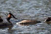 Le Teich 17-04-04 1347   Photos ACG 2017