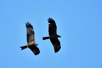 Le Teich 17-04-04 1351   Photos ACG 2017