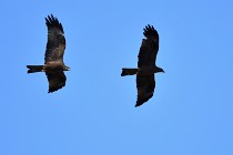 Le Teich 17-04-04 1355   Photos ACG 2017