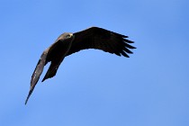 Le Teich 17-04-04 1372   Photos ACG 2017