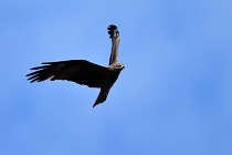 Le Teich 17-04-04 1373   Photos ACG 2017