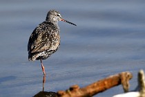 Le Teich 17-04-06 0283   Photos ACG 2017