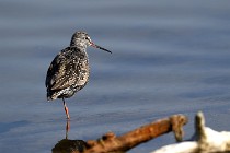 Le Teich 17-04-06 0284   Photos ACG 2017