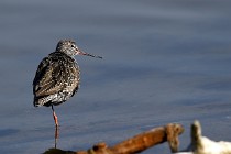 Le Teich 17-04-06 0289   Photos ACG 2017