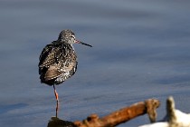 Le Teich 17-04-06 0290   Photos ACG 2017