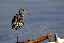 Le Teich 17-04-06 0296   Photos ACG 2017